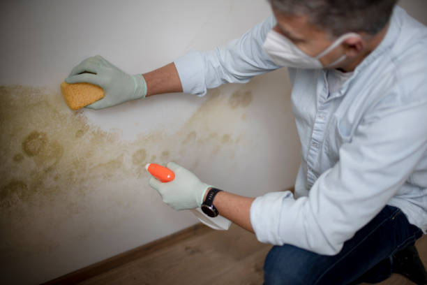 Best Fast Mold Removal  in Highfill, AR