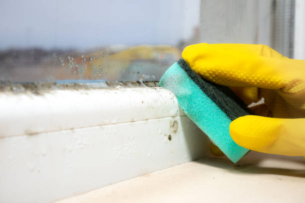 Best Fast Mold Removal  in Highfill, AR