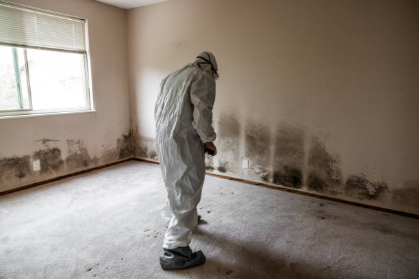 Best Black Mold Removal  in Highfill, AR